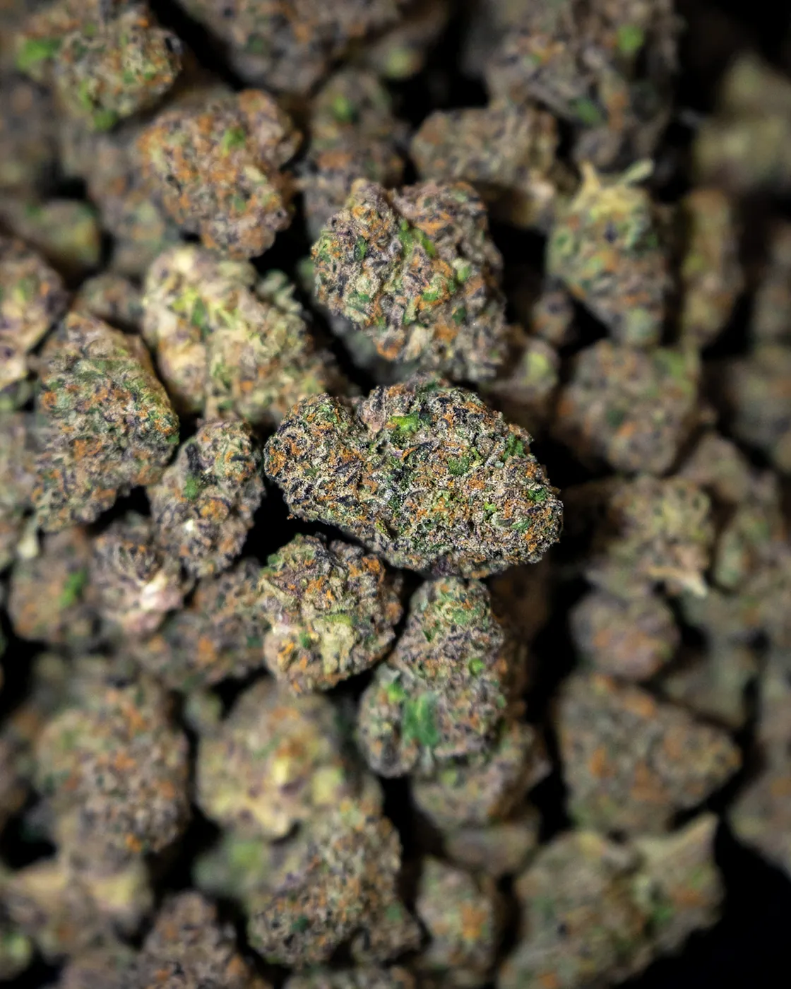 North carolina THCa cannabis wholesale strain from Queen Anne&rsquo;s Suppliers NC