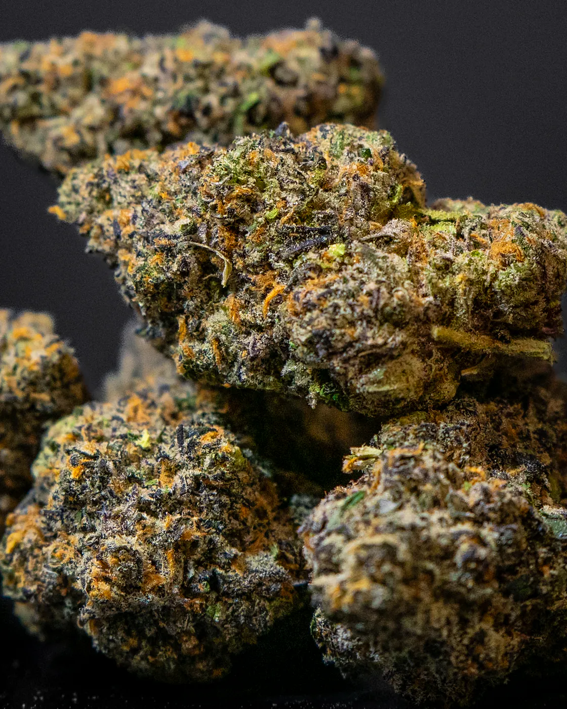 Candy Paint cannabis flower closeup